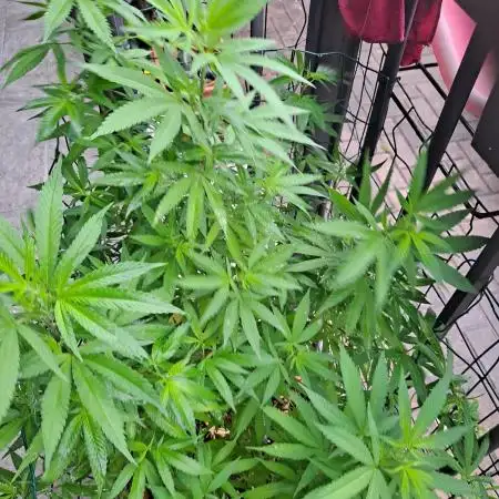 Outdoor Eletta Campana cbd