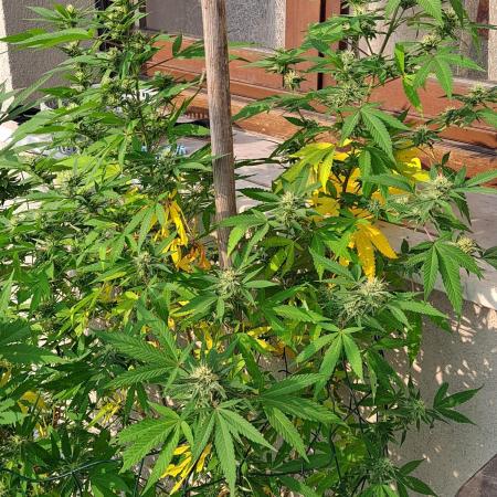 Outdoor Eletta Campana cbd