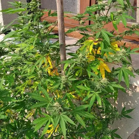 Outdoor Eletta Campana cbd
