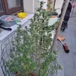 Outdoor Eletta Campana cbd