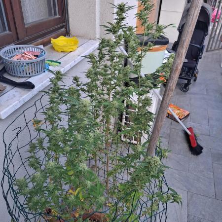 Outdoor Eletta Campana cbd