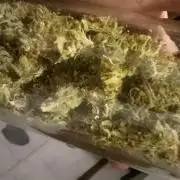 Black muffin x tangy domina S1