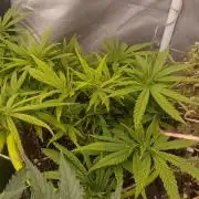 Black muffin x tangy domina S1