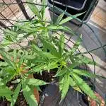 papaya f1 out