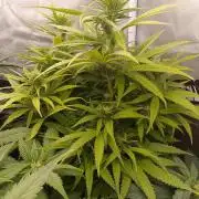 Black muffin x tangy domina S1