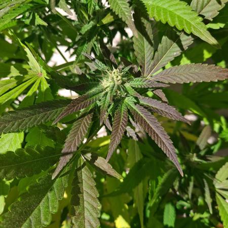 papaya f1 out