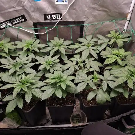 wild bunch