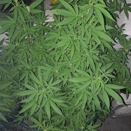 Outdoor Eletta Campana cbd