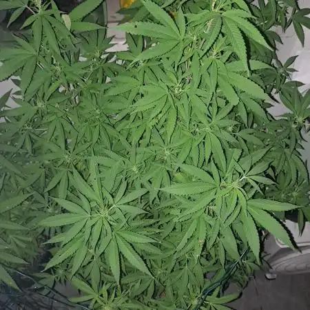 Outdoor Eletta Campana cbd