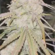 POLVORONES DE NARANJA