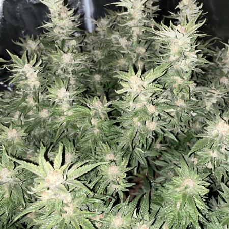 Pink Gelato