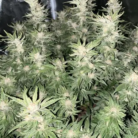 Pink Gelato
