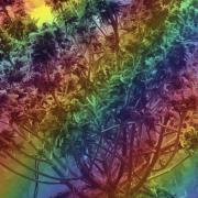 Rainbow Sherbet
