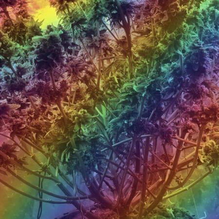 Rainbow Sherbet