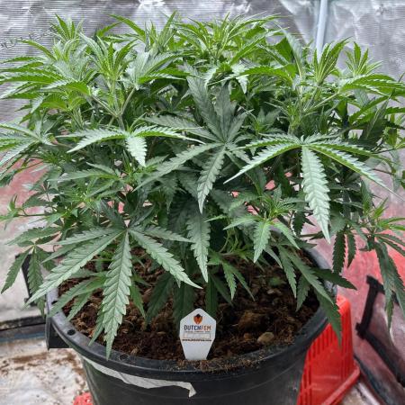 POLVORONES DE NARANJA