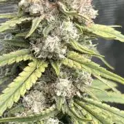 POLVORONES DE NARANJA