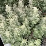 Pink Gelato