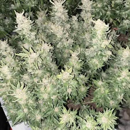Pink Gelato