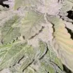 Rainbow Sherbet
