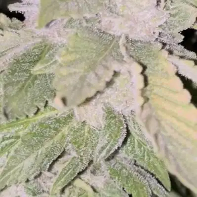 Rainbow Sherbet