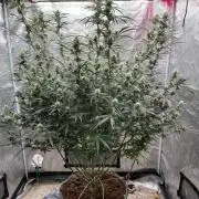 POLVORONES DE NARANJA