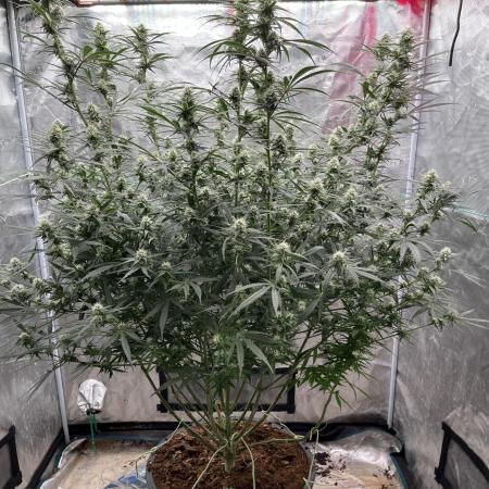 POLVORONES DE NARANJA