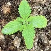 Permanent Bluez IZI Seeds Grow contest