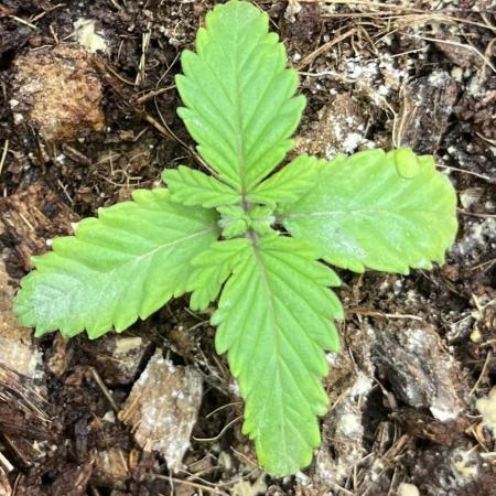 Permanent Bluez IZI Seeds Grow contest