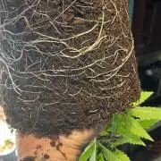 Permanent Bluez IZI Seeds Grow contest