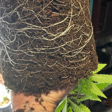 Permanent Bluez IZI Seeds Grow contest