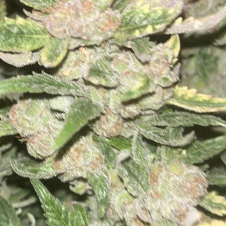 Pink Gelato