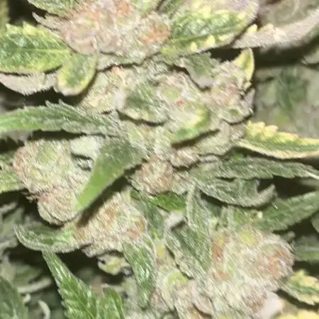 Pink Gelato