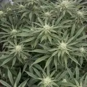 Papaya Stank by original sensible