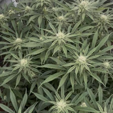 Papaya Stank by original sensible