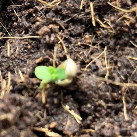 Permanent Bluez IZI Seeds Grow contest