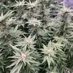 Pink Gelato