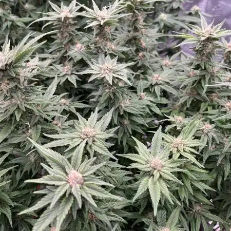 Pink Gelato
