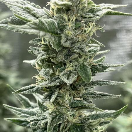 Runtz by Dutchfem