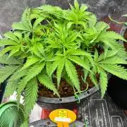 Papaya Stank by original sensible
