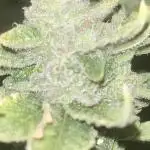 Rainbow Sherbet