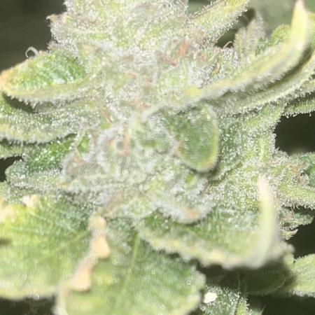 Rainbow Sherbet