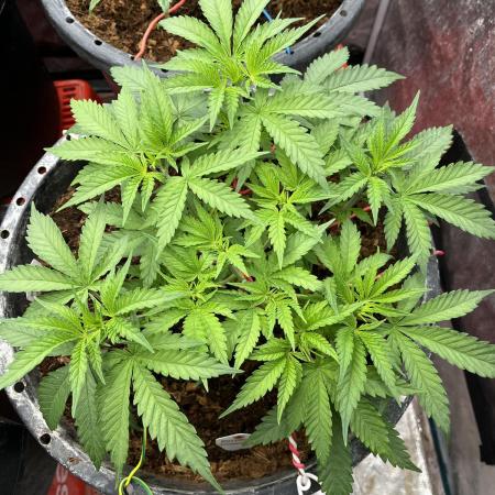 Runtz by Dutchfem