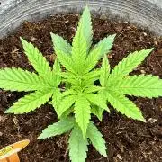 Papaya Stank by original sensible