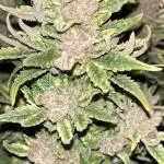 Pink Gelato