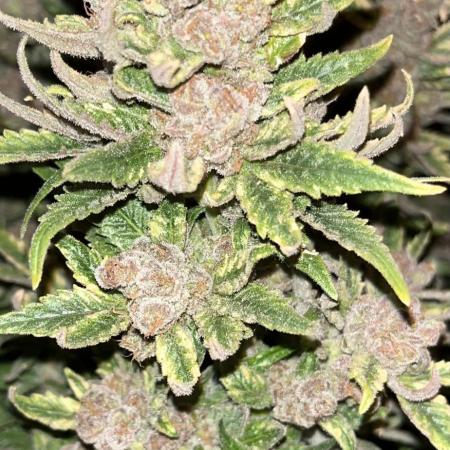 Pink Gelato