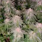 Pink Gelato