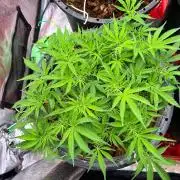 Papaya Stank by original sensible