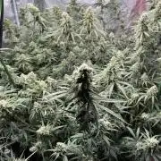 POLVORONES DE NARANJA