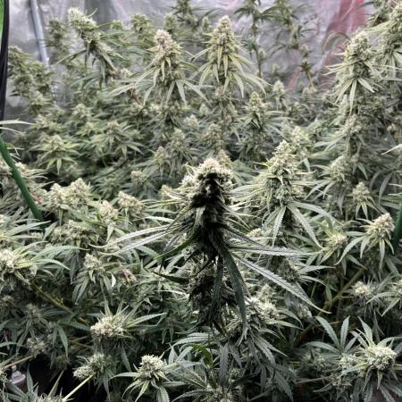 POLVORONES DE NARANJA