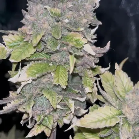 Rainbow Sherbet